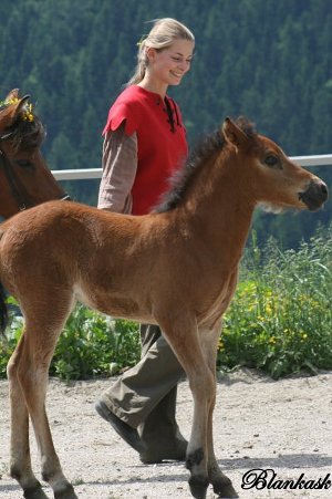 Křtiny hříbat 2025